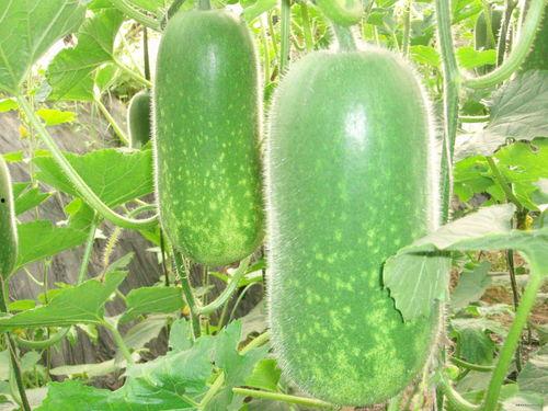 热门大瓜每日必吃大瓜 正能量,紧跟热门大瓜，汲取生活智慧